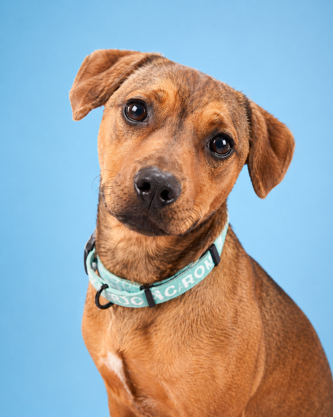 Adoption-ready pet portrait