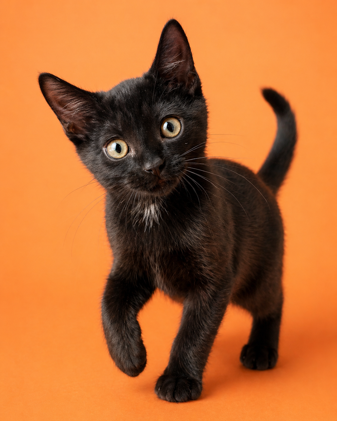 Adoption-ready pet portrait