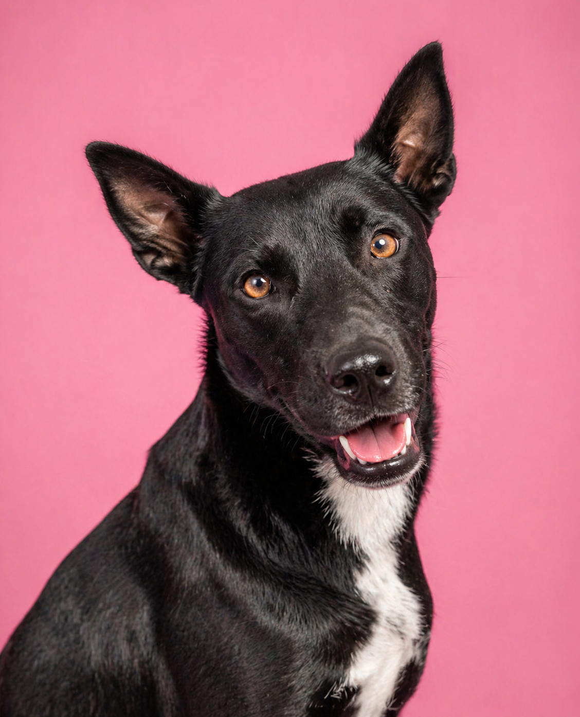 Adoption-ready pet portrait