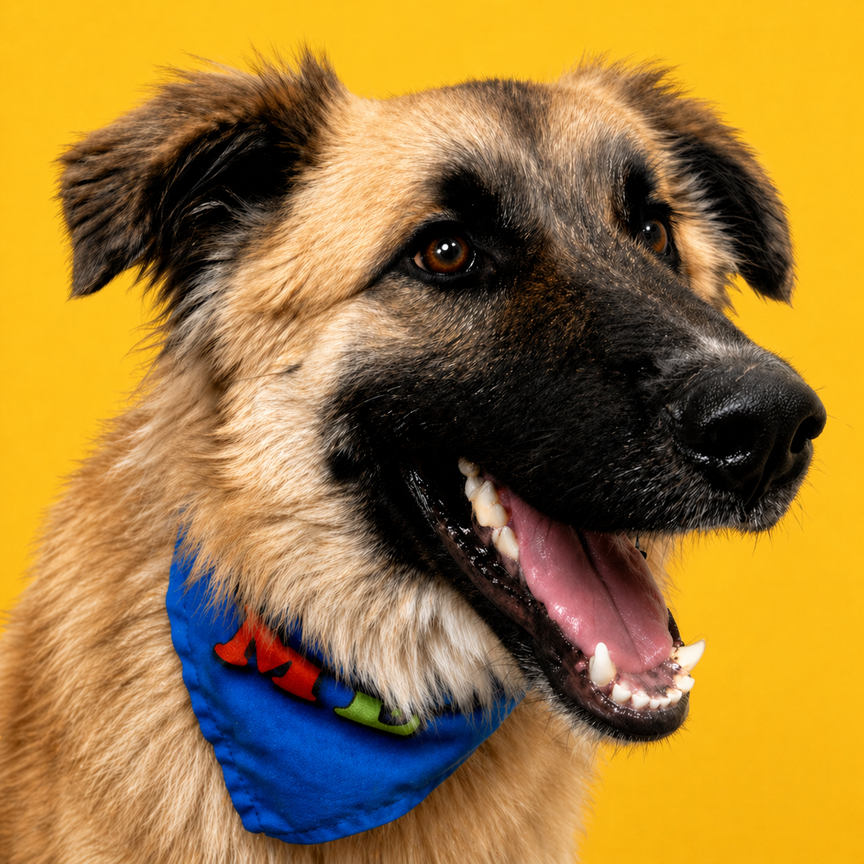 Polished portrait of the shepherd