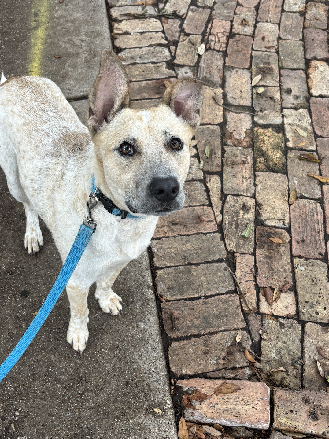 Original shelter photo of a dog on a brick path