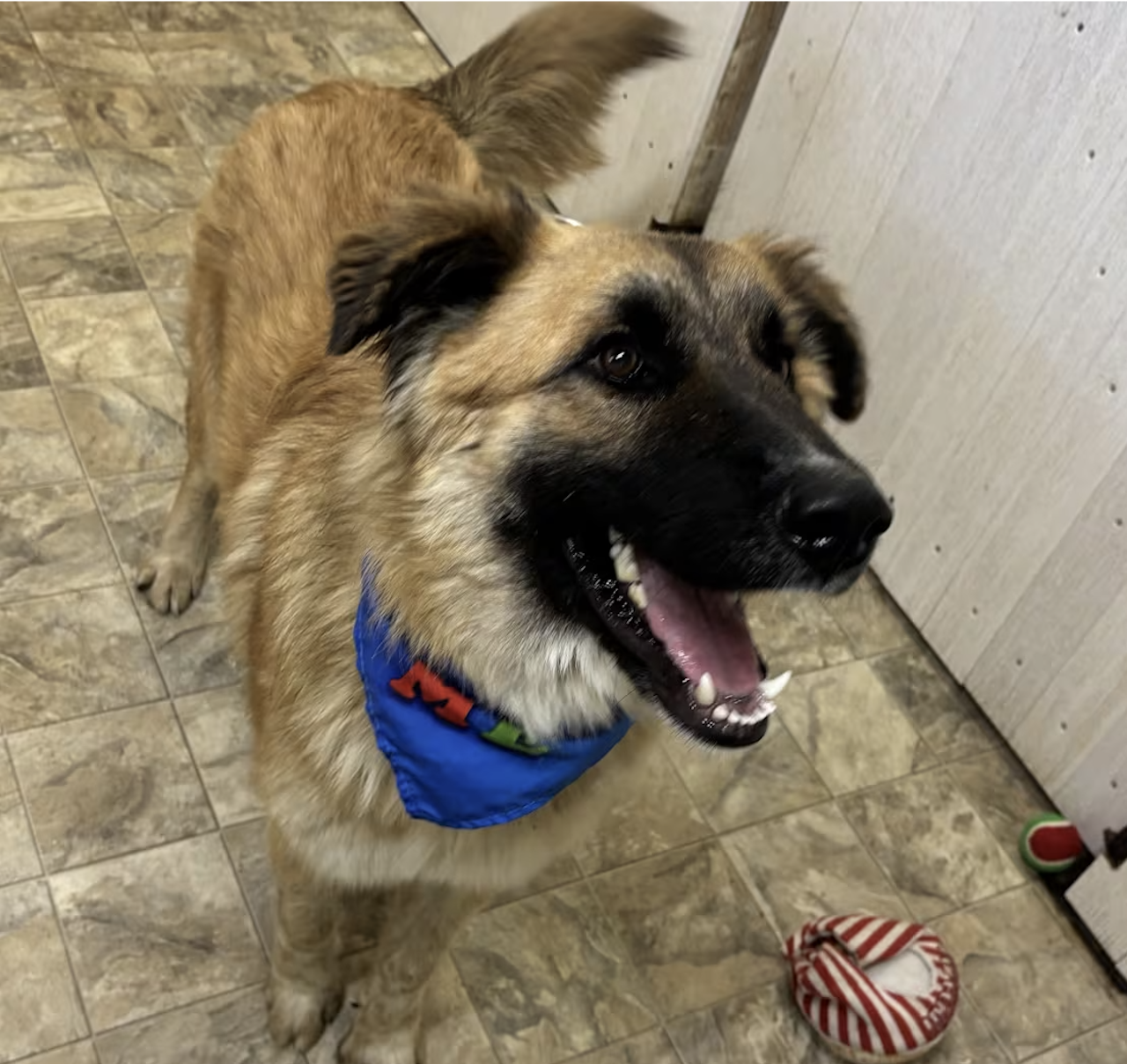 Original kennel photo of a shepherd